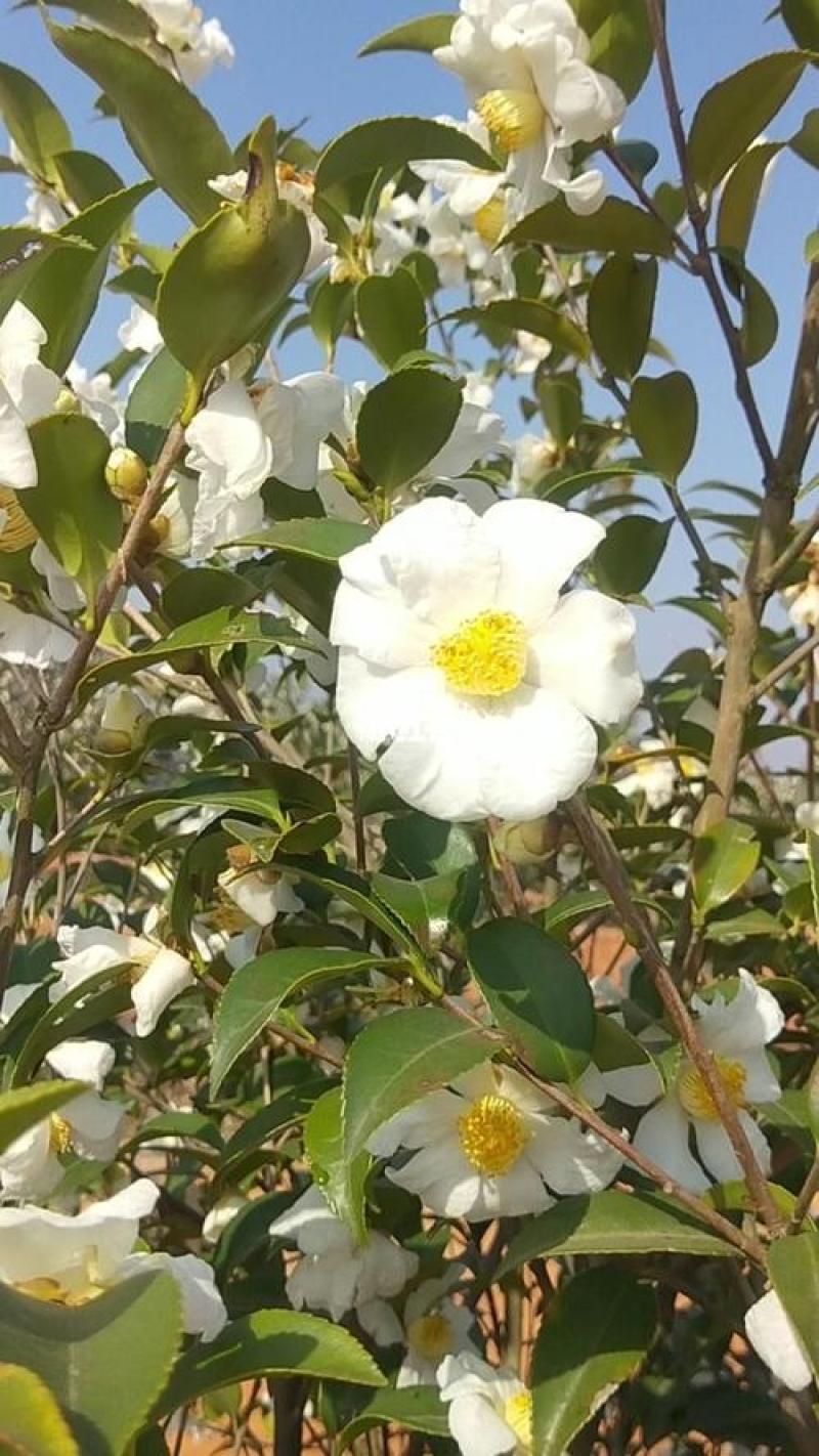 茶花种子家庭易种山茶花种籽子四季盆栽花卉阳台庭院易活开花
