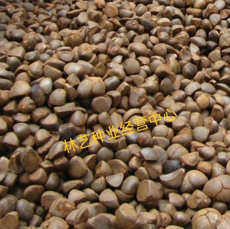 茶花种子家庭易种山茶花种籽子四季盆栽花卉阳台庭院易活开花