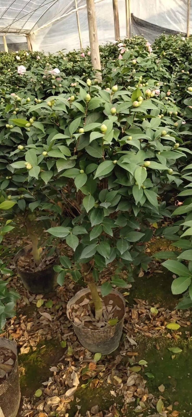 茶花种子家庭易种山茶花种籽子四季盆栽花卉阳台庭院易活开花