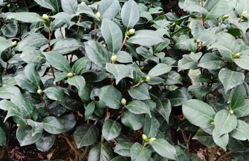 茶花种子家庭易种山茶花种籽子四季盆栽花卉阳台庭院易活开花