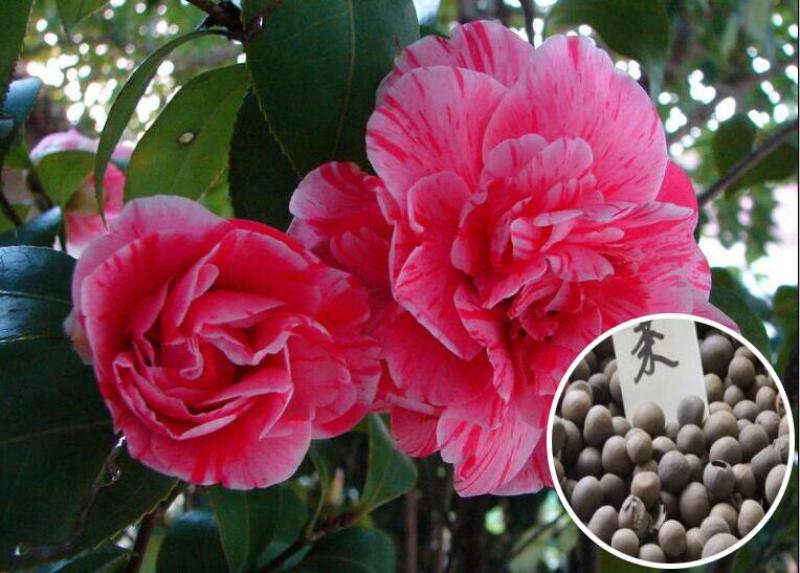 茶花种子家庭易种山茶花种籽子四季盆栽花卉阳台庭院易活开花