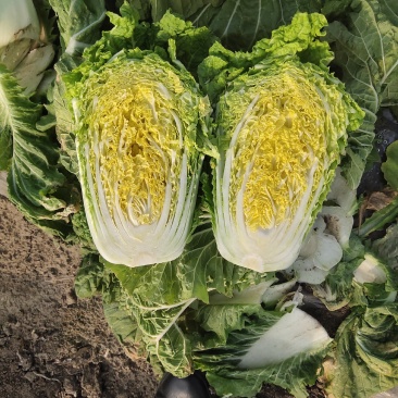 吉林万亩产区白菜种植基地质量好无从眼无腐烂一次合作终身朋