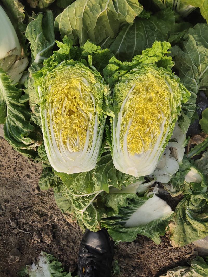 吉林万亩产区白菜种植基地质量好无从眼无腐烂一次合作终身朋