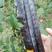 新采皂角种子大皂角中皂角刺树苗的种子篱笆围栏皂荚皂角米