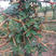 新采皂角种子大皂角中皂角刺树苗的种子篱笆围栏皂荚皂角米