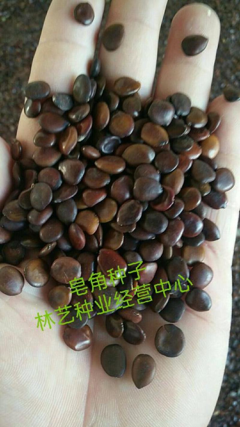 新采皂角种子大皂角中皂角刺树苗的种子篱笆围栏皂荚皂角米