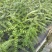 新采皂角种子大皂角中皂角刺树苗的种子篱笆围栏皂荚皂角米