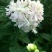 肥皂草种子石碱花多年生花种四季易活景园林观花海耐寒花籽