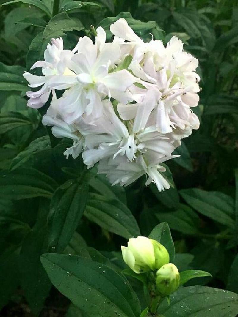 肥皂草种子石碱花多年生花种四季易活景园林观花海耐寒花籽