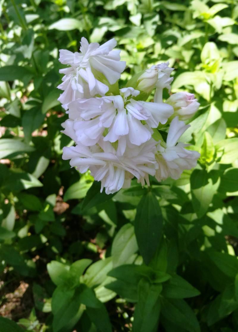 肥皂草种子石碱花多年生花种四季易活景园林观花海耐寒花籽