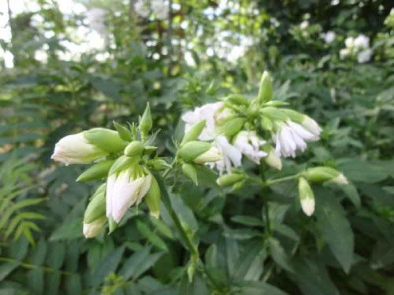 肥皂草种子石碱花多年生花种四季易活景园林观花海耐寒花籽
