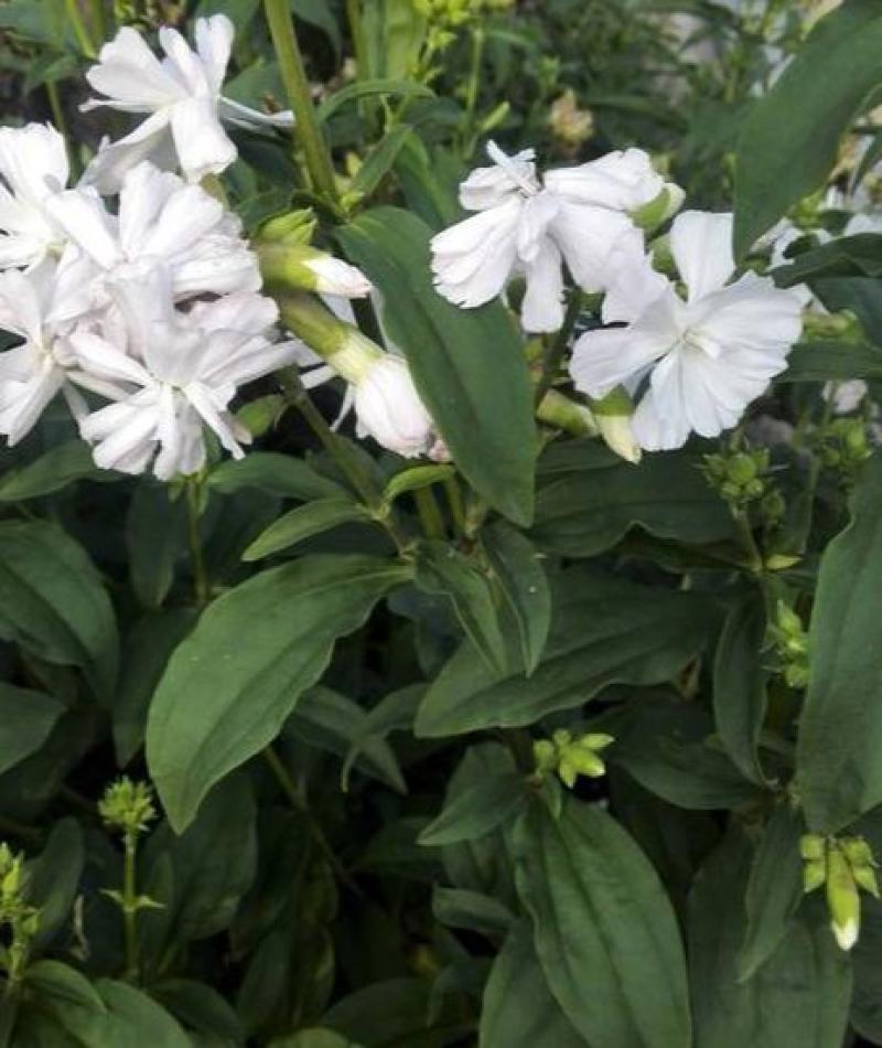 肥皂草种子石碱花多年生花种四季易活景园林观花海耐寒花籽