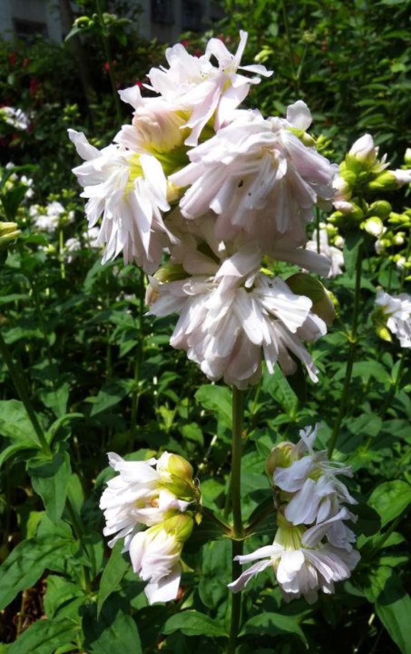 肥皂草种子石碱花多年生花种四季易活景园林观花海耐寒花籽