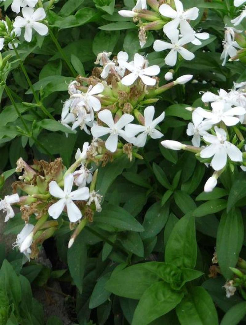 肥皂草种子石碱花多年生花种四季易活景园林观花海耐寒花籽