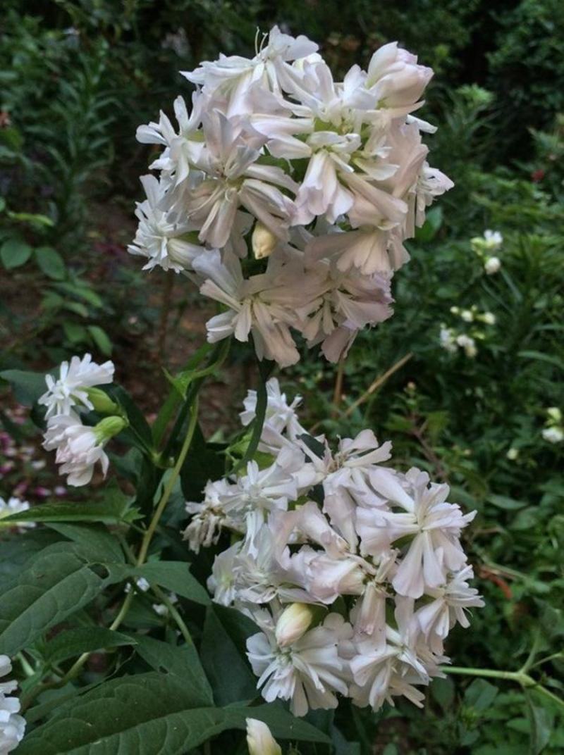 肥皂草种子石碱花多年生花种四季易活景园林观花海耐寒花籽