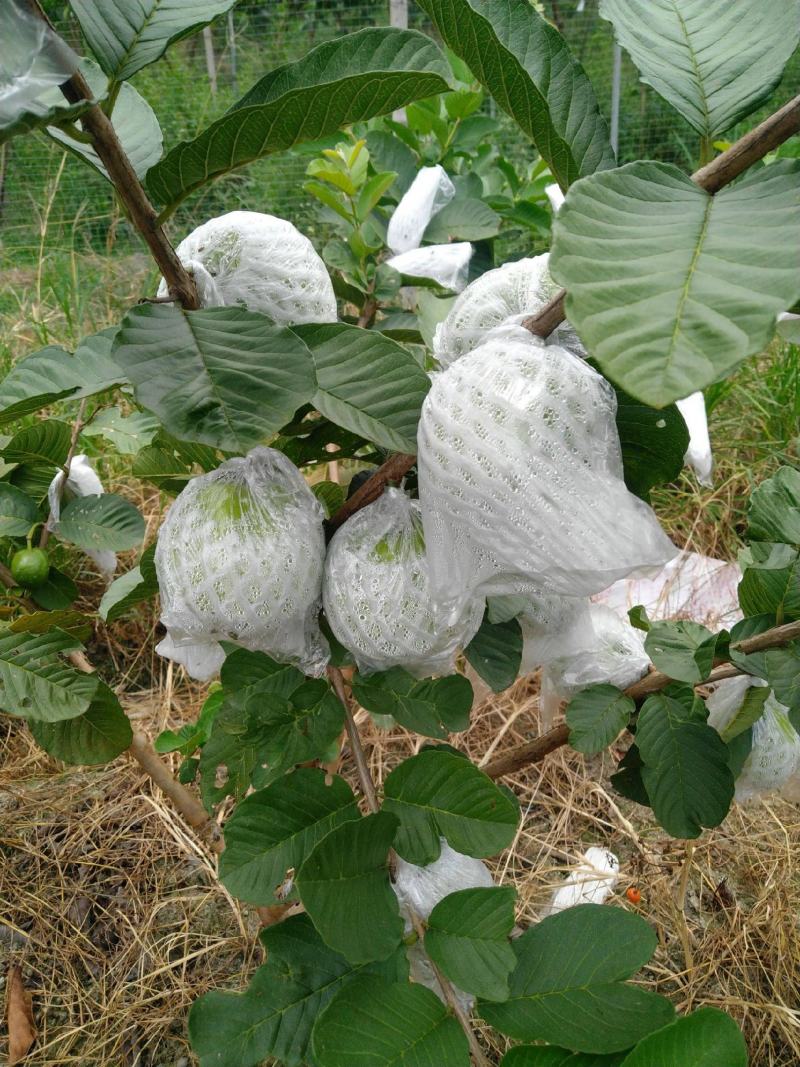 散装芭乐种子土芭乐苗种砖木头珍珠芭乐红白嫁接头番石榴种子