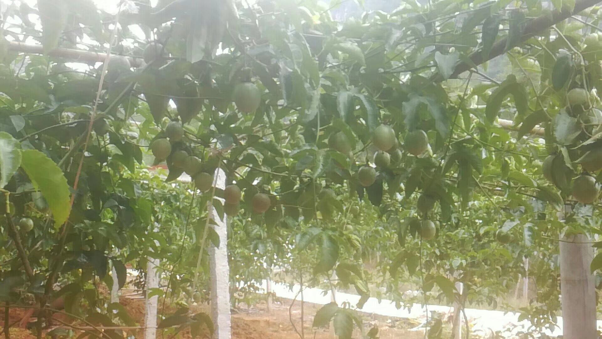 高清微距摄影:展示百香果典型紫果品种横切结构,突出果肉颜色、种子分布密度及果皮蜡质层,强调‘含籽食用’对获取植物甾醇和膳食纤维的关键性 百香果横切特写:紫红色果肉饱满多汁,密布黑色种子,表面覆薄层金黄色果皮油腺