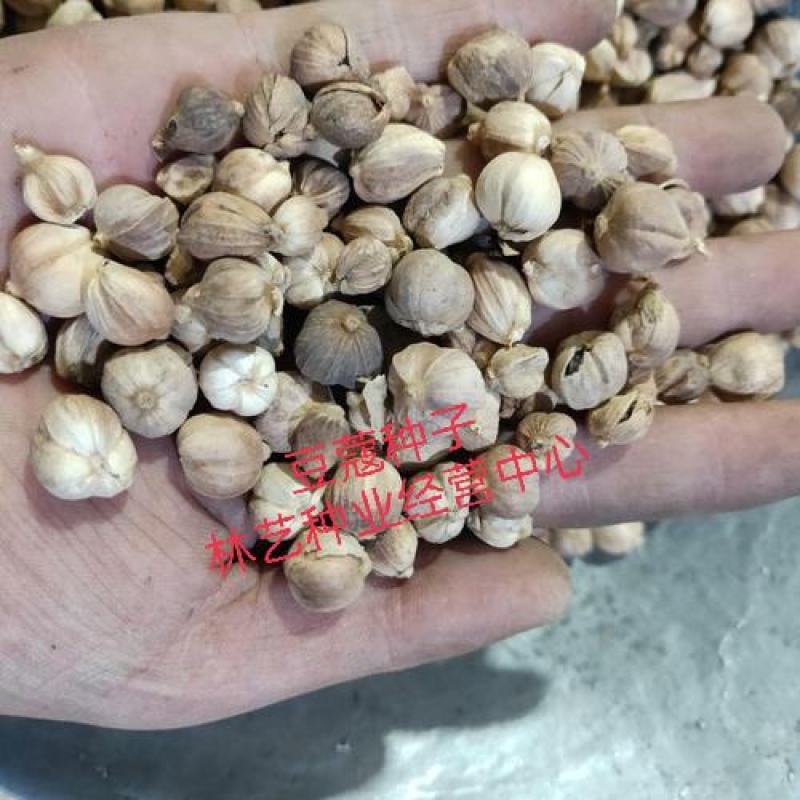 精选豆蔻种子肉蔻种子白蔻圆豆蔻种子
