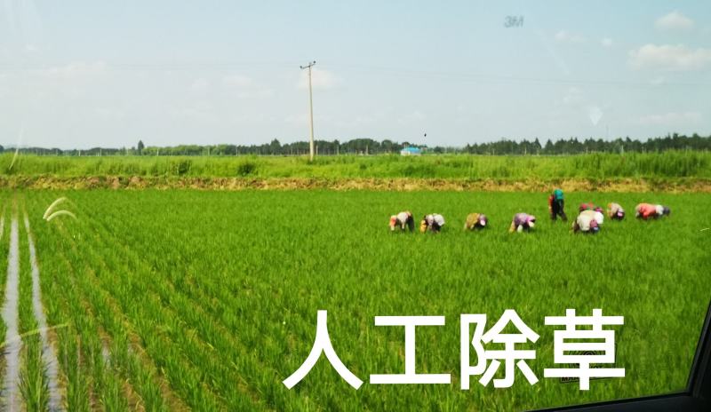 新米碎米，抛光无杂质，宝宝孕妇粥米，黑龙江五常市杜家镇发