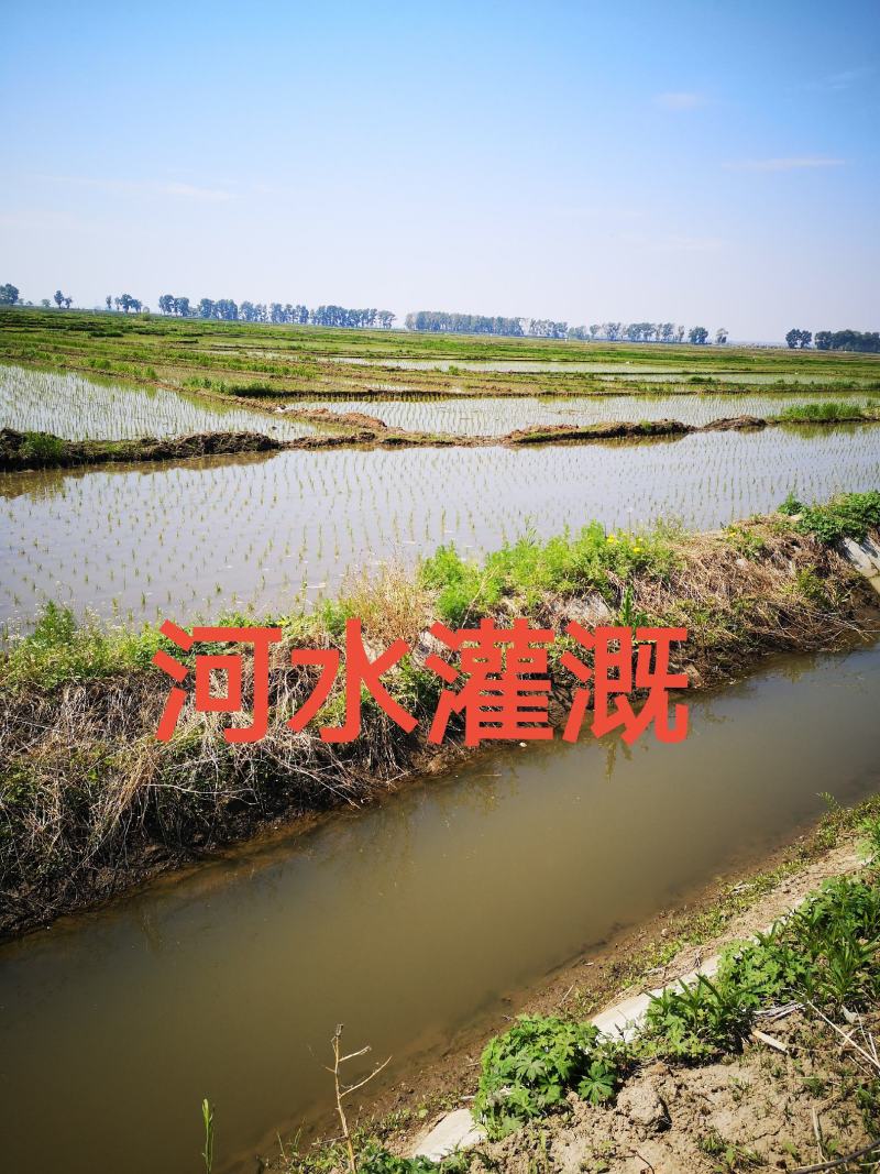 新米碎米，抛光无杂质，宝宝孕妇粥米，黑龙江五常市杜家镇发