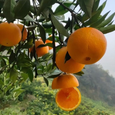 橙子