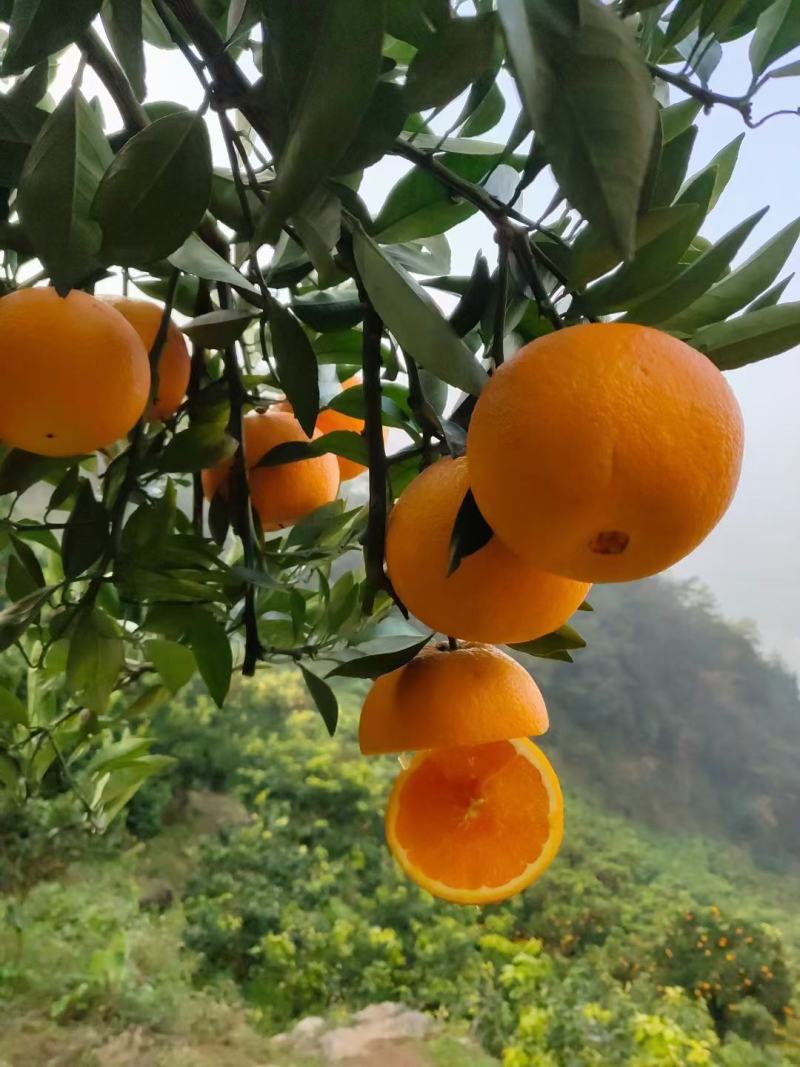 橙子