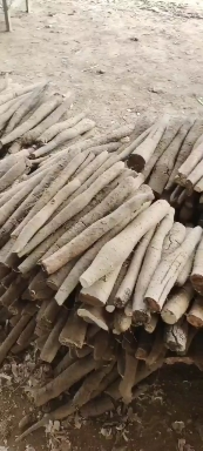 白玉山药，白玉长条，大通货，咕噜，河南路，大量有货，快速