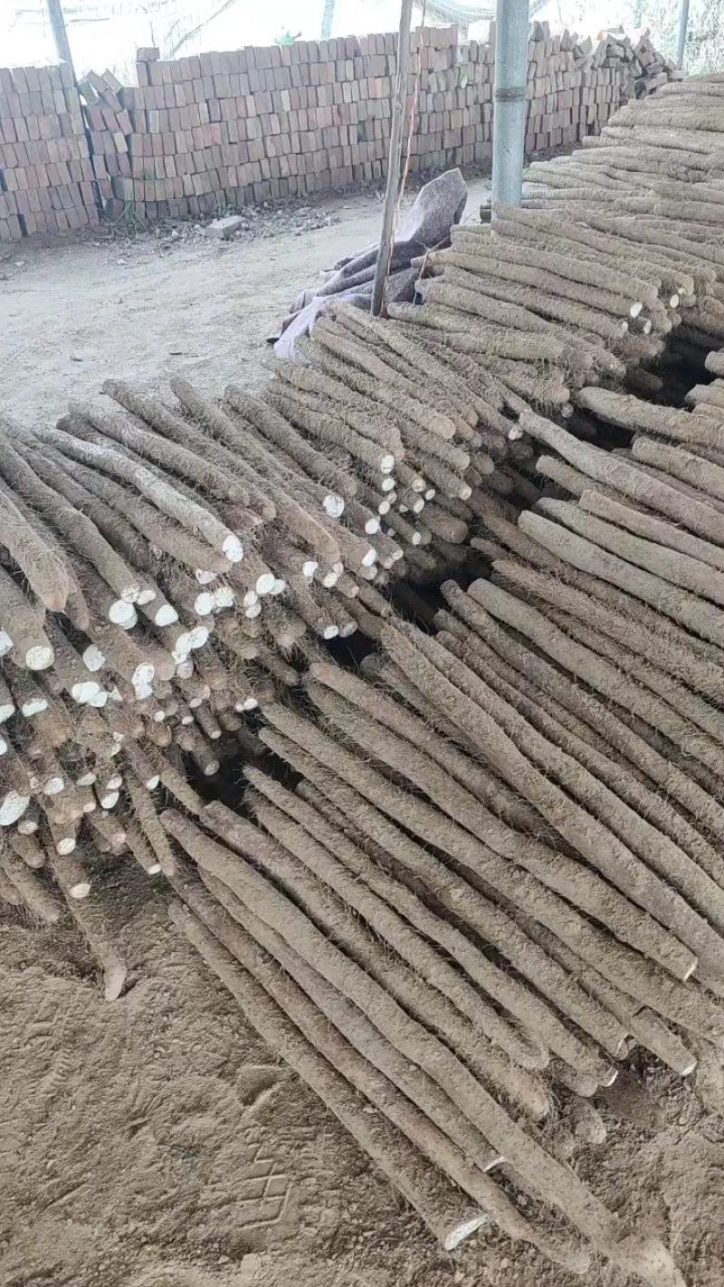 白玉山药，白玉长条，大通货，咕噜，河南路，大量有货，快速