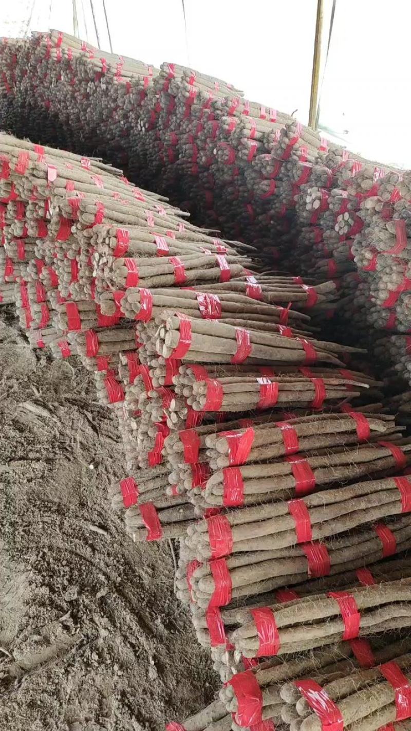 白玉山药，白玉长条，大通货，咕噜，河南路，大量有货，快速