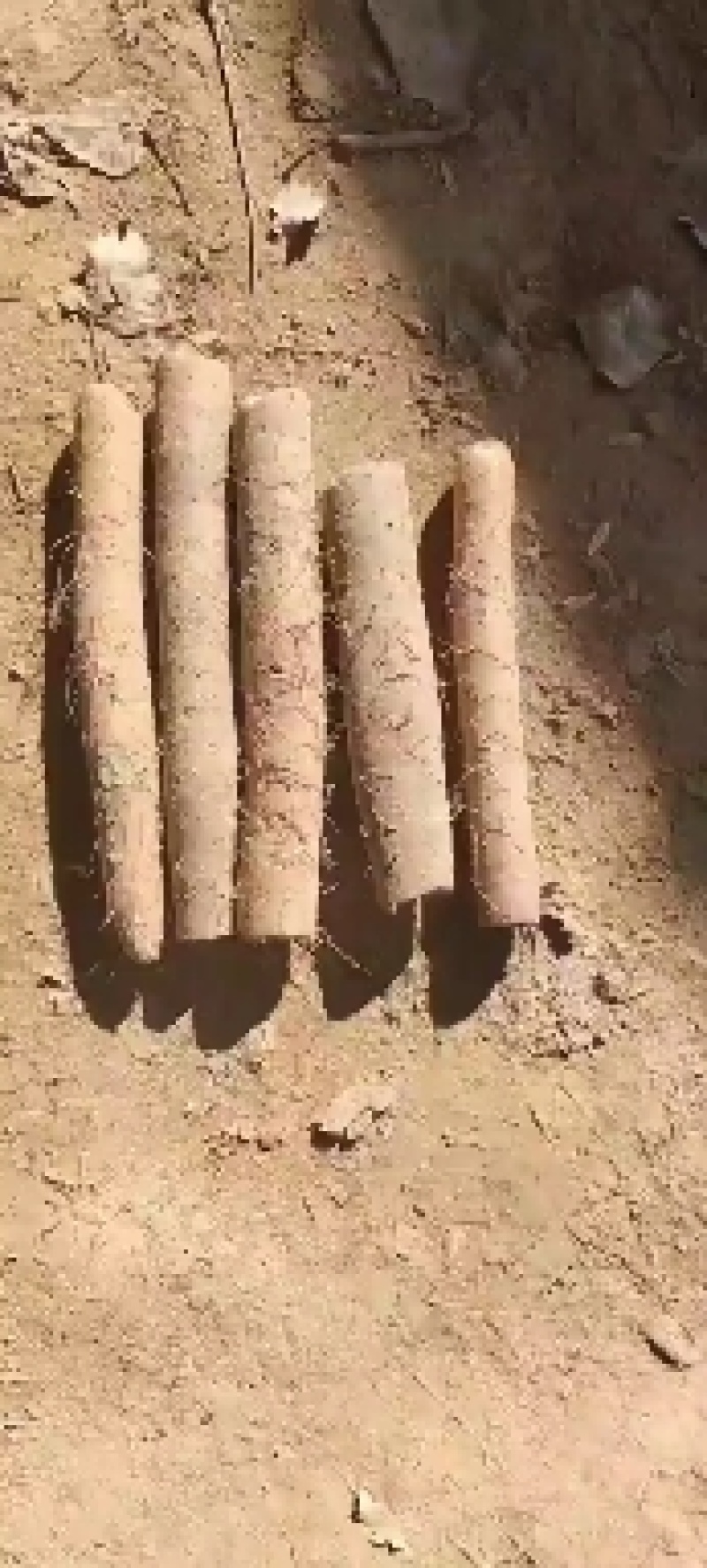 白玉山药，白玉长条，大通货，咕噜，河南路，大量有货，快速