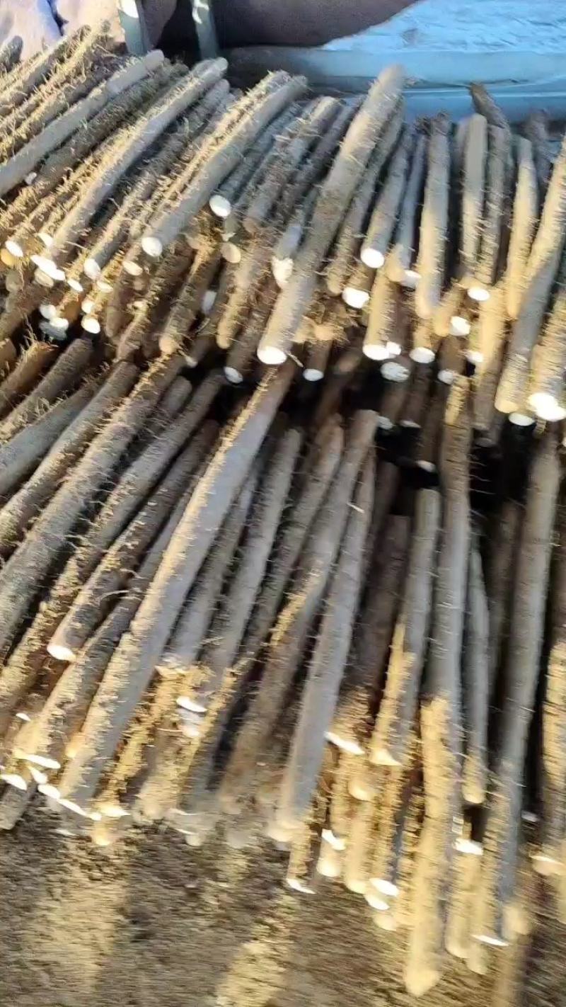 白玉山药，白玉长条，大通货，咕噜，河南路，大量有货，快速