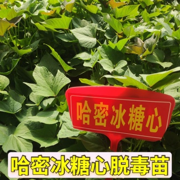 哈密红薯苗哈蜜红薯苗哈密地瓜苗冰糖心薯苗紫薯苗