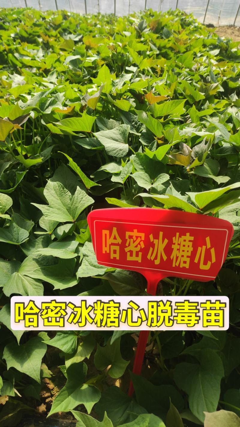 哈密红薯苗哈蜜红薯苗哈密地瓜苗冰糖心薯苗紫薯苗