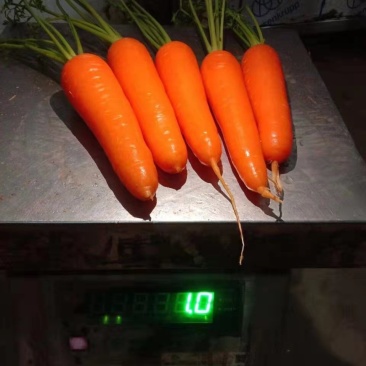 红心胡萝卜以上市，货量充足，欢迎各位老板进货
