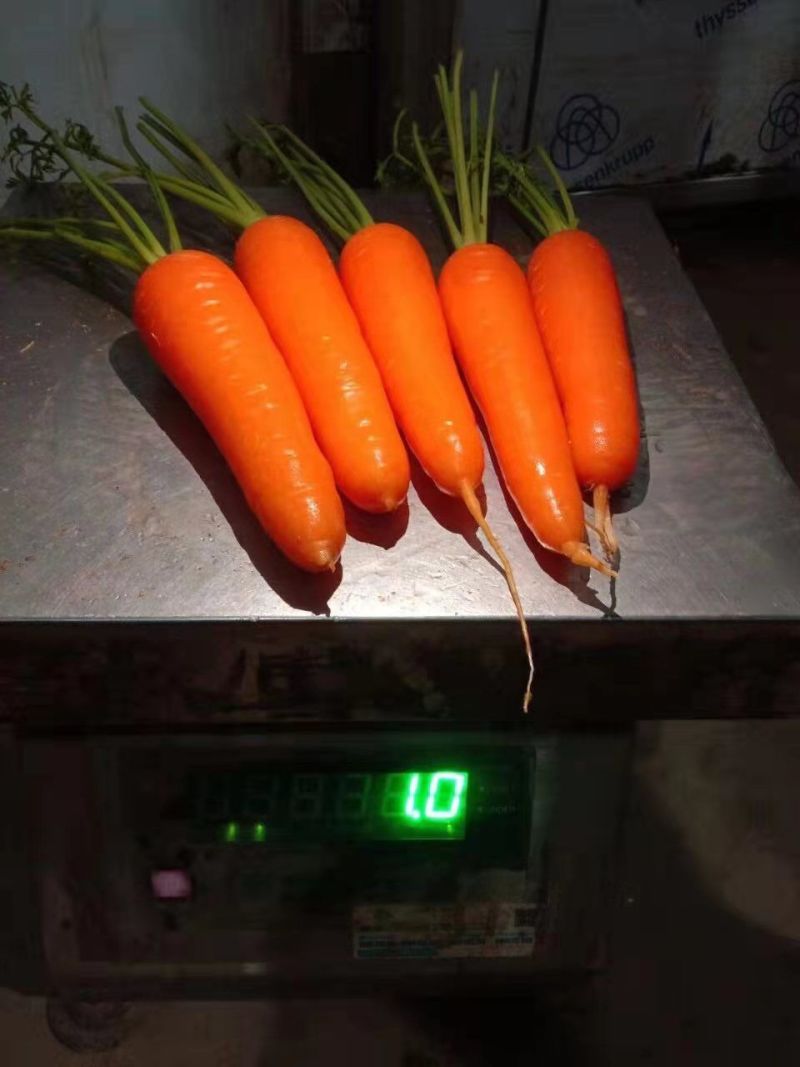 红心胡萝卜以上市，货量充足，欢迎各位老板进货