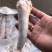 肥猪猪尾，东北厂家直销，花*少的钱买到*好的货！！！！！