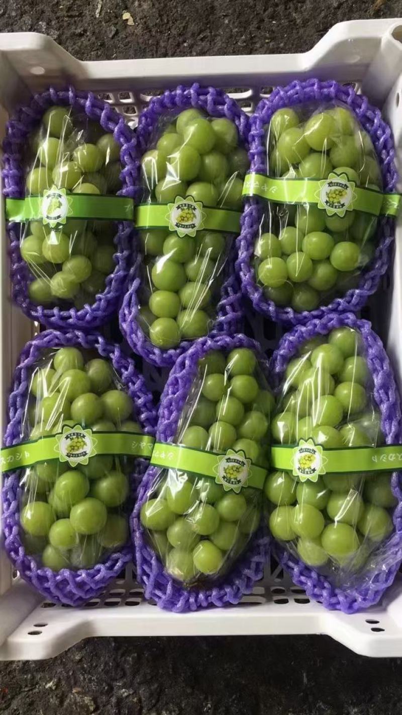 陕西精品葡萄阳光玫瑰葡萄，产地直供一手货源欢迎来电