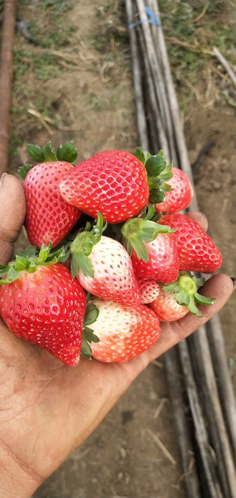 奶油草莓天仙醉草莓阜阳文集草莓代办产地直发量大从优合作社