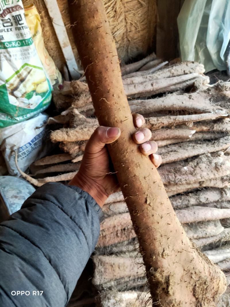 白玉山药一系列