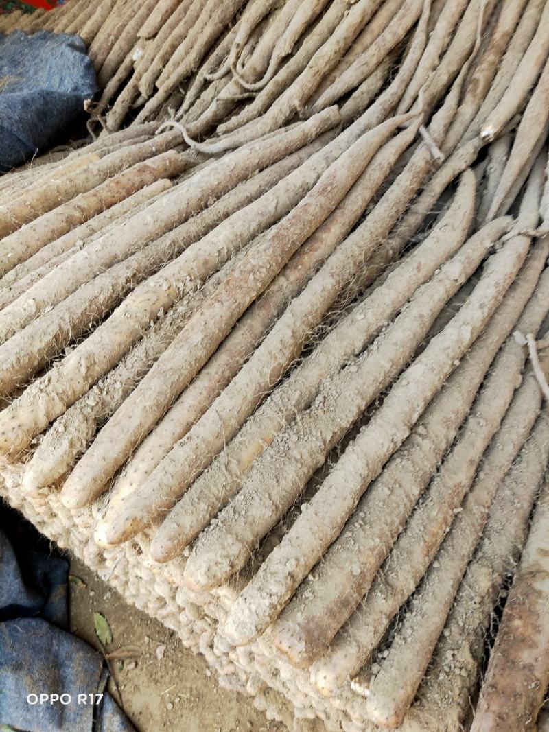 白玉山药一系列