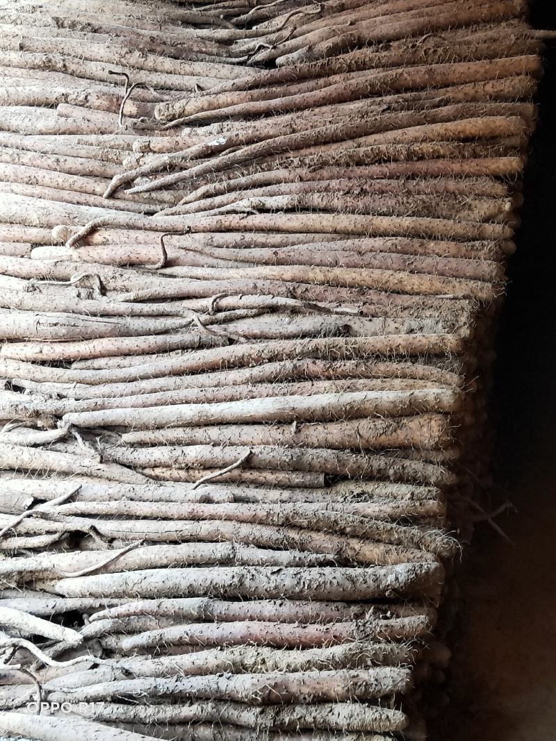 白玉山药一系列