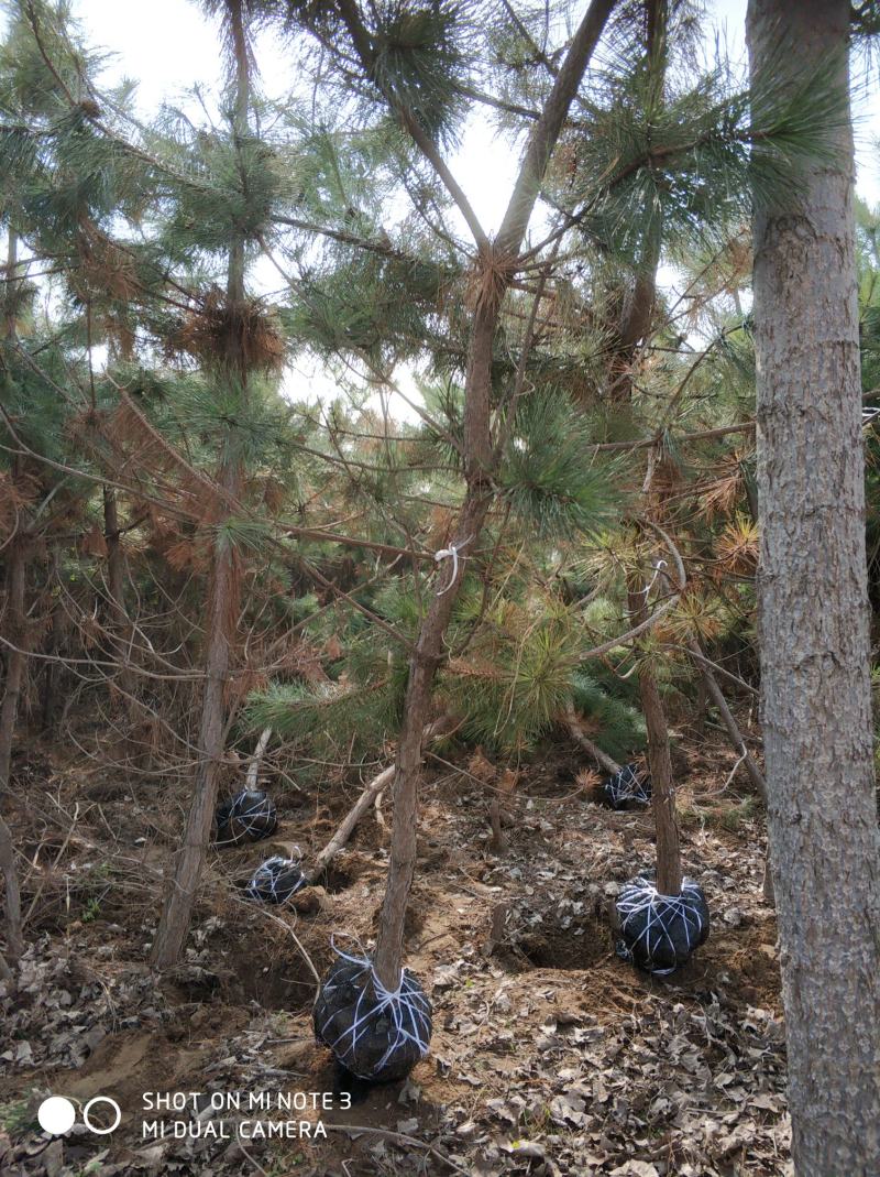 3-4米黑松大量出售，规格齐全价格便宜。
