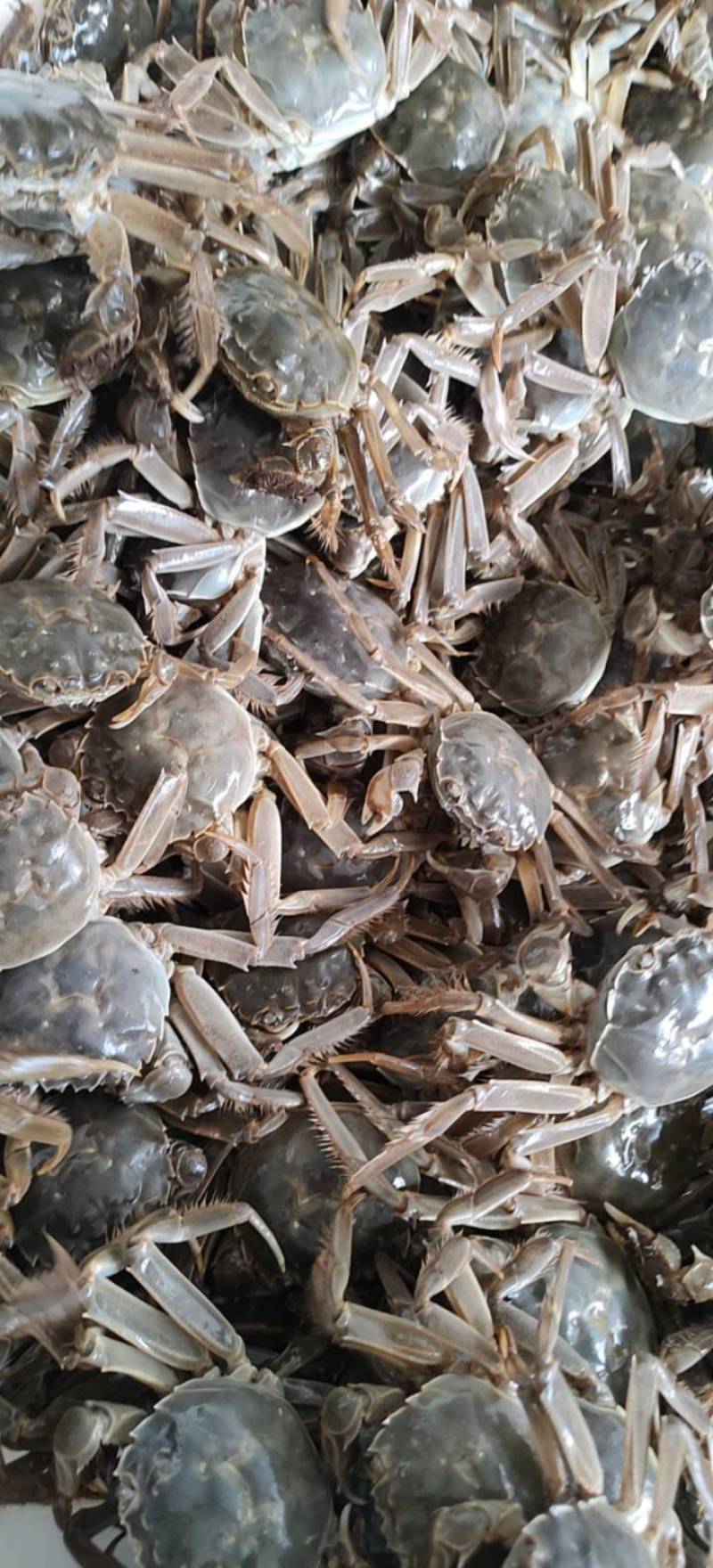 蟹黄江苏好吃蟹黄蟹肉蟹粉长年供应酒店，以及各人餐桌