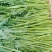 大棚精品净杆茼蒿，火爆热卖，支持全国发货，欢迎电商平台合