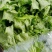 大量精品生菜上市，颜色好看，产地直发一手货源欢迎来电