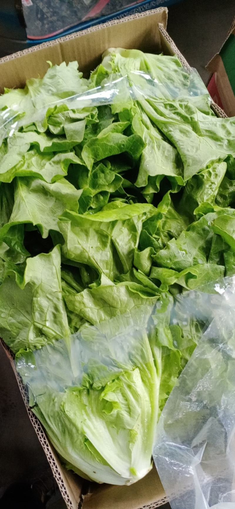 大量精品生菜上市，颜色好看，产地直发一手货源欢迎来电