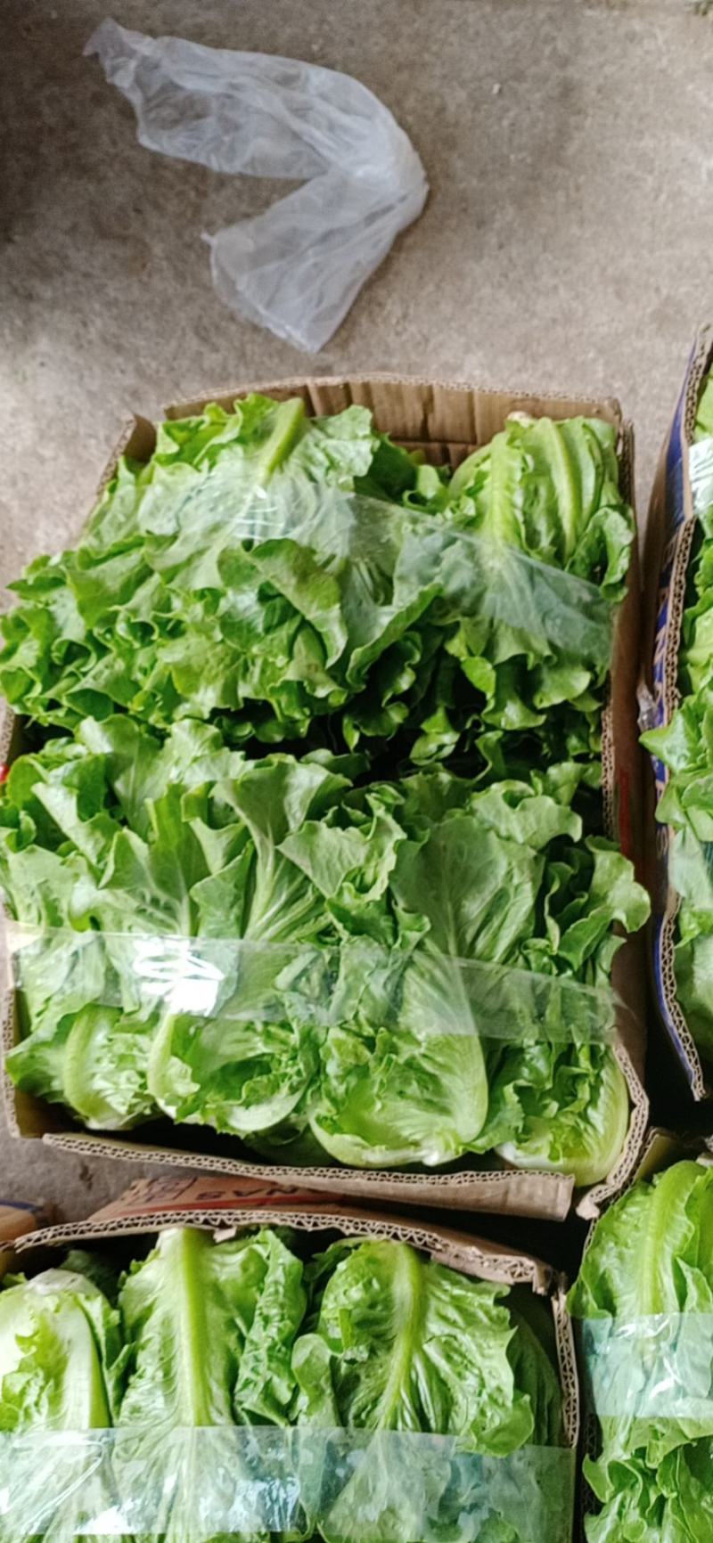 大量精品生菜上市，颜色好看，产地直发一手货源欢迎来电