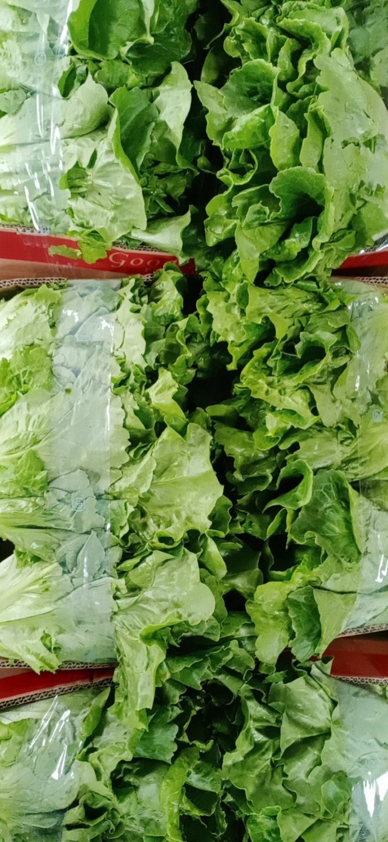 大量精品生菜上市，颜色好看，产地直发一手货源欢迎来电