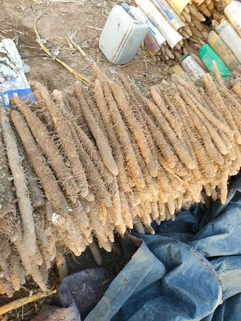 麻山药，诚信经营各种麻山药货源充足代发全国保证质量