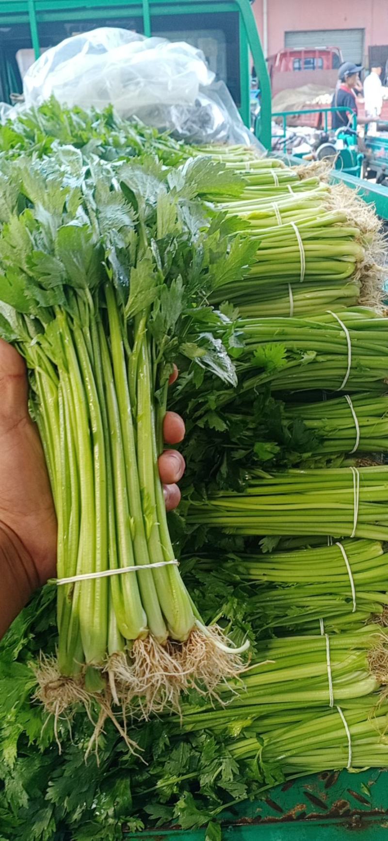 精品香芹，产地一手货源充足，欢迎咨询来电